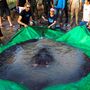 Maior peixe de água doce do mundo descoberto por habitantes do Camboja