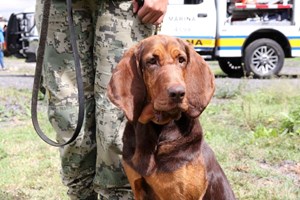 Max, a cadela que apanhou Rafael Caro Quintero e vingou Kiki Camarena 