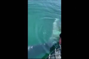 Foi libertada uma baleia que estava presa em redes de pesca.mp4