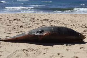 Golfinho encontrado morto em praia de Odemira