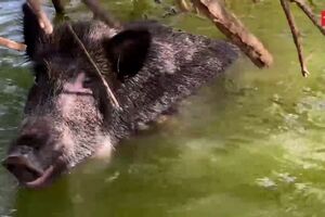 Javali vai refrescar-se e acaba preso em lagoa de campo de golfe
