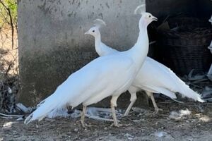 GNR recolhe onze animais exóticos em Castelo Branco