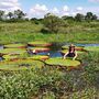 Descoberta a maior espécie de nenúfares do planeta