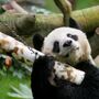 Morreu An An, o panda gigante mais velho do mundo
