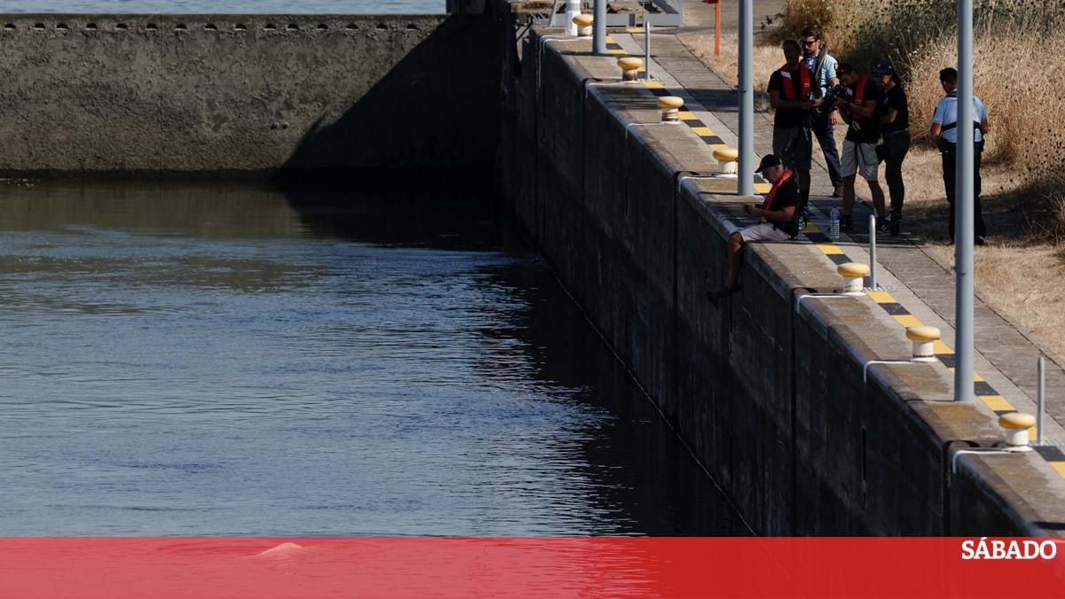 Morre beluga que estava perdida no rio Sena, na França, Mundo