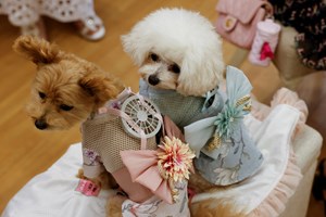Criada roupa para manter animais frescos no Japão