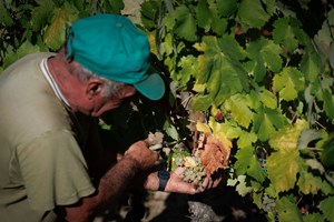 Vindima no Douro mais cedo para salvar uva e trabalho também se faz com imigrantes