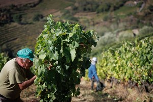 Mesmo com problemas, 2023 será “um grande ano para vinhos”