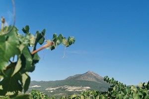 Entre o Douro e o Tâmega, em tons de verde 