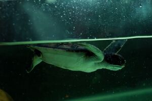 Tartaruga bebé passa seis dias a expelir plástico depois de ser resgatada