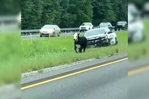 Polícia persegue vaca no meio de separador de autoestrada nos EUA