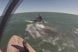 Baleias na Argentina.mp4