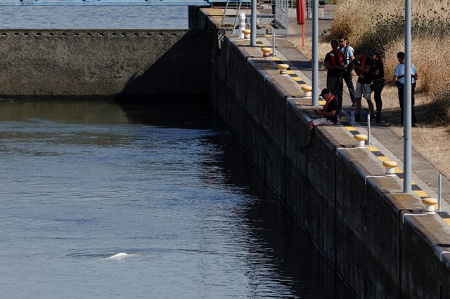 MORREU a BALEIA BELUGA encontrada no RIO SENA 