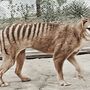 O tigre da Tasmânia extinguiu-se - mas cientistas querem trazê-lo de volta