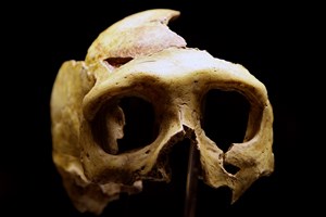 Cérebro dos neandertais tinha menos neurónios que do homo sapiens
