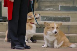 corgis e ponei.mp4