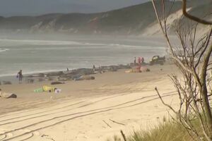 Baleias tasmania.mp4