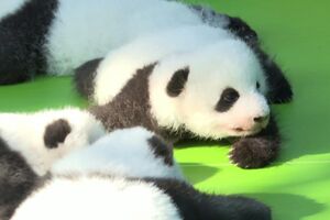 Treze pandas bebés aparecem em público pela primeira vez na China 
