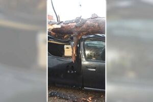 Árvore cai e danifica carrinha devido ao mau tempo em Gondomar 