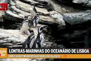 T1 EP08 GPS GUIA PARA SAIR