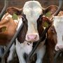 Governo da Nova Zelândia propõe imposto sobre arrotos de ovelhas e vacas