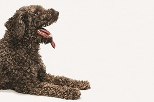 Os cães que caçam trufas