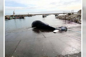 Baleia morta encontrada em Albufeira