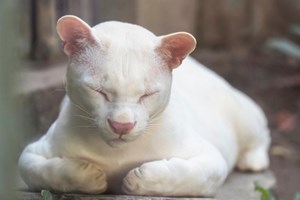 Há uma ocelote albina e isso deixa os cientistas preocupados
