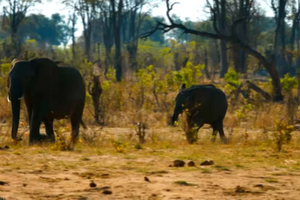 35 mil anos depois, Alentejo vai voltar a ter elefantes