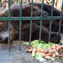 Resgatado o último urso usado como atração nos restaurantes da Albânia 