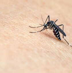 Aumento de doenças transmitidas por mosquitos serão 'novo normal' na Europa
