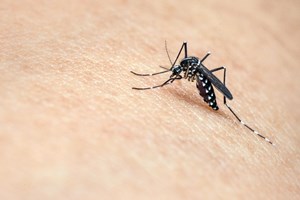 Dengue e zika em Portugal? Risco não é elevado, 'mas também não é nulo'