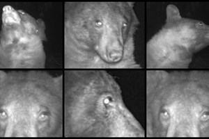 'Urso Selfie': animal fica famoso depois de posar para centenas de fotografias