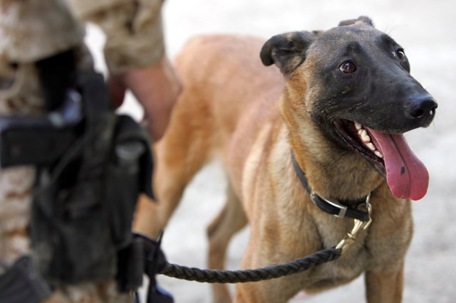 Novo estudo revela: Pastor Belga Malinois é a raça de cão mais