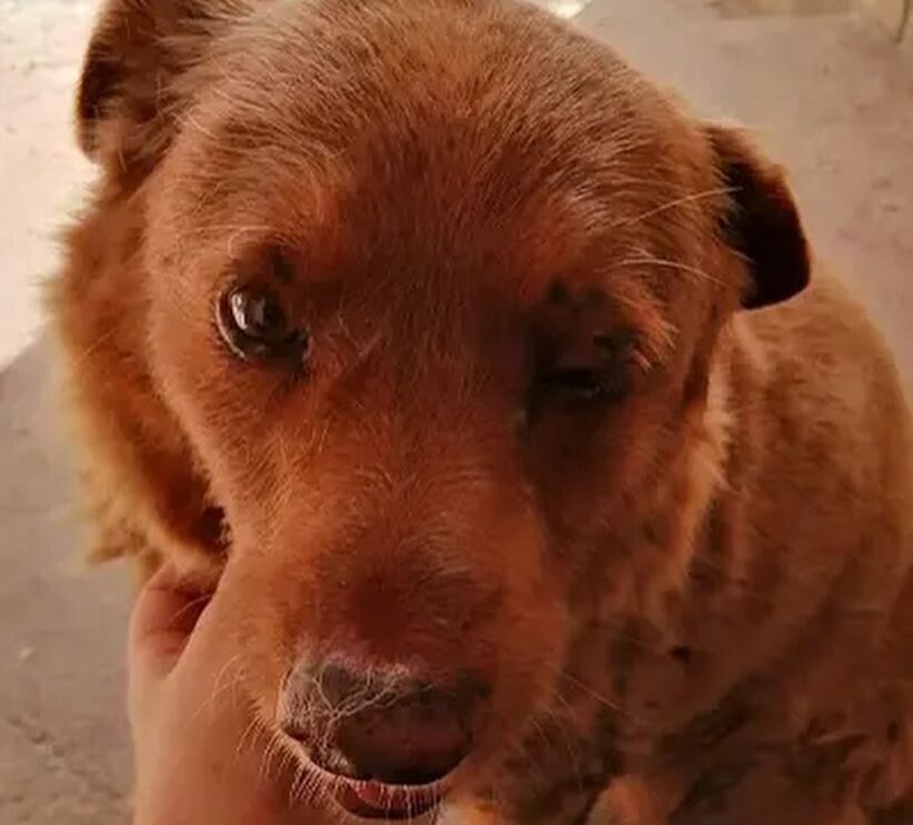 Bobi completou 30 anos no dia 1 de fevereiro