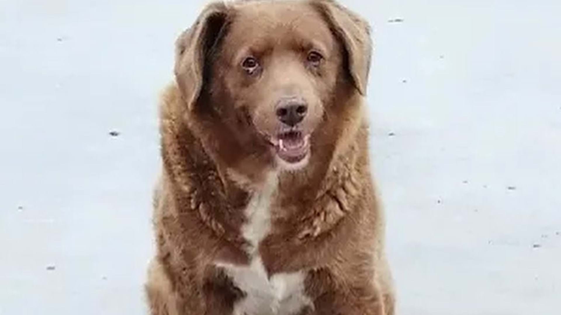 Bobi. O cão mais velho do mundo é português e já está no Guinness