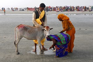 Dia de São Valentim? Índia mandou abraçar vacas 