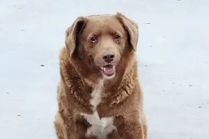 Bobi completou 30 anos no dia 1 de fevereiro