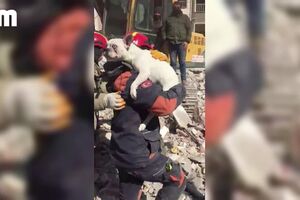 Cão resgatado dos escombros oito dias após os sismos que abalaram a Turquia
