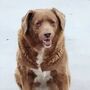 Bobi. O cão mais velho do mundo é português e já está no Guinness