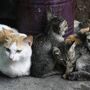 Cuidadores denunciam rapto de gatos em colónias no Barreiro