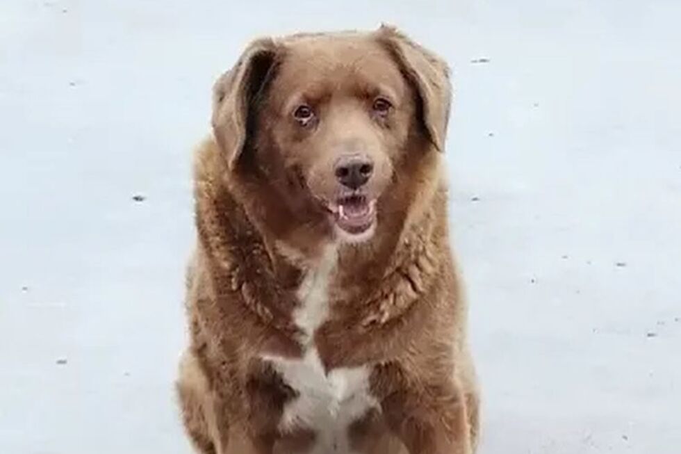 Bobi completou 30 anos no dia 1 de fevereiro
