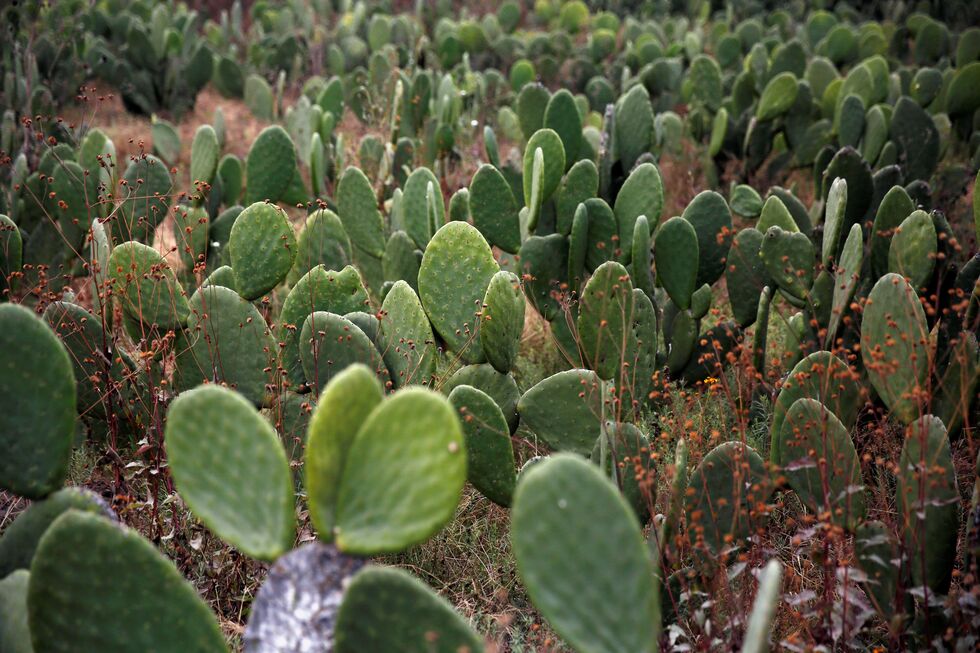 Cato Opuntia