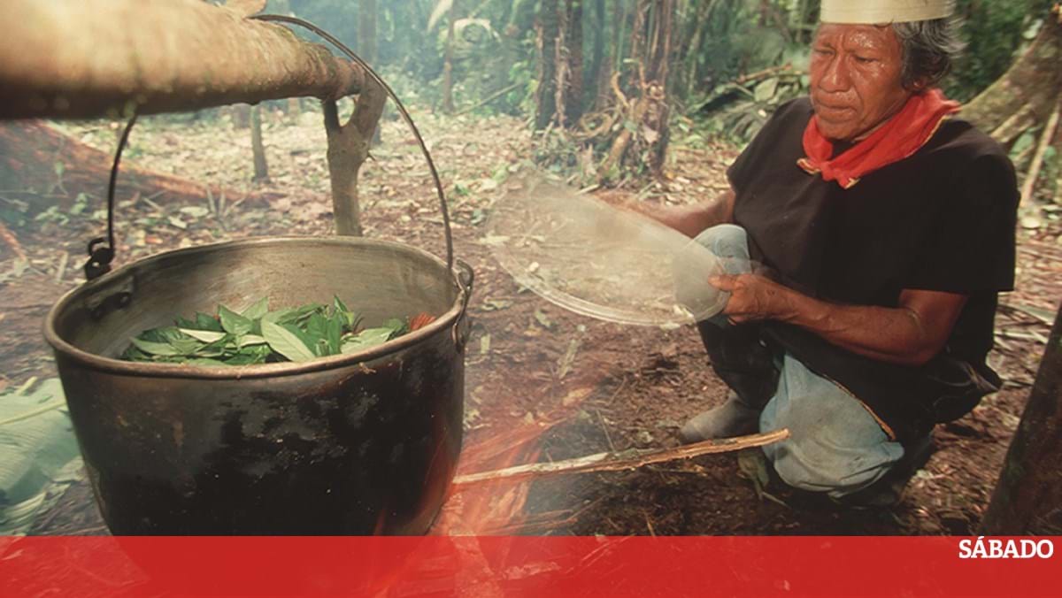 O que acontece no c rebro com a ayahuasca Entrada noutro mundo