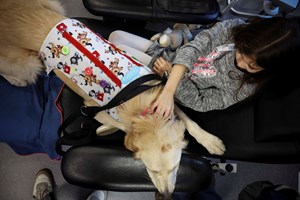Zazu e Tika, as cadelas que ajudam todos no hospital de Cascais 