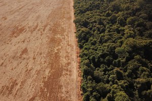 Suplementos de colagénio estão a destruir a Amazónia 
