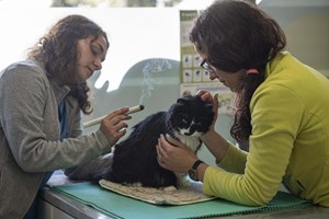 Medicina alternativa e alimentação biológica têm cada vez mais fãs de quatro patas