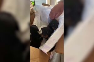 Cadela dá à luz e é resgatada com os filhotes após estar 28 dias debaixo dos escombros na Turquia