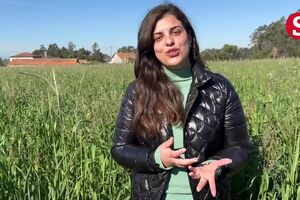 Rosa Moreira.mp4