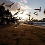 Aves marinhas têm uma nova doença causada pelo plástico 